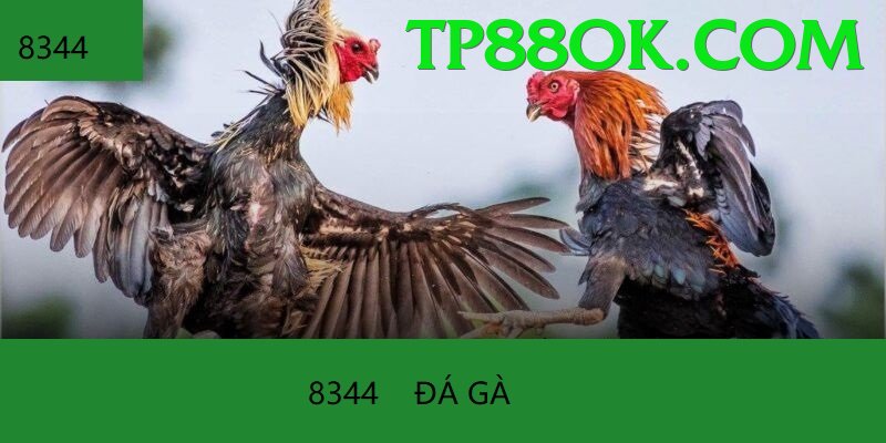 Đá Gà Trực Tiếp - tp88 - Web game